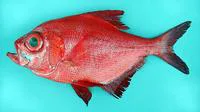 Alfonsino (Beryx decadactylus)