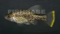 Alien splitfin (Chapalichthys peraticus)