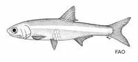 Allen's anchovy (Anchoviella alleni)