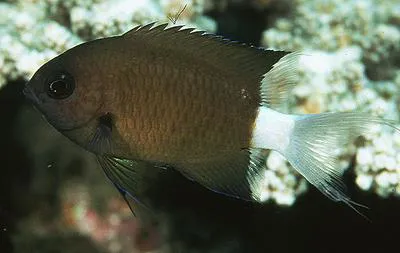 Allen's chromis (Chromis alleni)