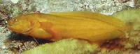 Allen's coralbrotula (Diancistrus alleni)