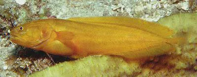 Allen's coralbrotula (Diancistrus alleni)