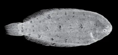 Allen?s Sole (Leptachirus alleni)