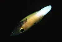 Allen's tubelip (Labropsis alleni)