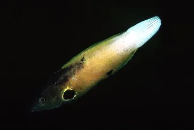 Allen's tubelip (Labropsis alleni)