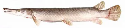 Alligator gar (Atractosteus spatula)