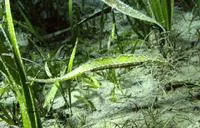 Alligator pipefish (Syngnathoides biaculeatus)