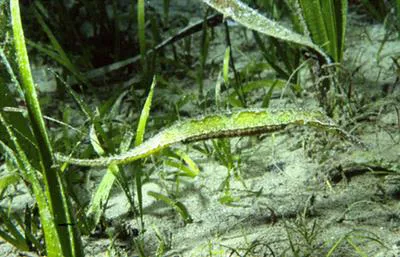 Alligator pipefish (Syngnathoides biaculeatus)