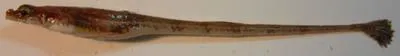 Alligatorfish (Aspidophoroides monopterygius)