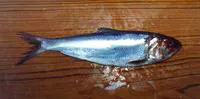 Allis shad (Alosa alosa)