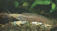 Alluaud's catfish (Clarias alluaudi)