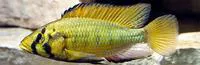 Alluaud's haplo (Astatoreochromis alluaudi)