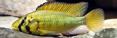Alluaud's haplo (Astatoreochromis alluaudi)