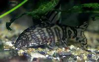 Almorha loach (Botia almorhae)