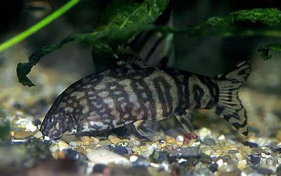 Almorha loach (Botia almorhae)
