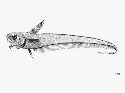 Aloha grenadier (Nezumia propinqua)