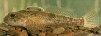 Alpine bullhead (Cottus poecilopus)