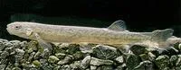 Alpine galaxias (Galaxias paucispondylus)