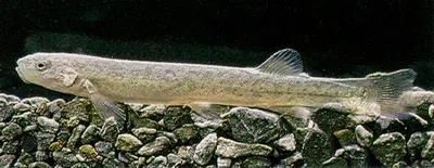 Alpine galaxias (Galaxias paucispondylus)
