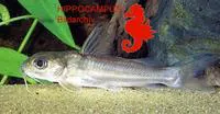 Aluminum catfish (Chrysichthys longipinnis)