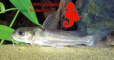Aluminum catfish (Chrysichthys longipinnis)