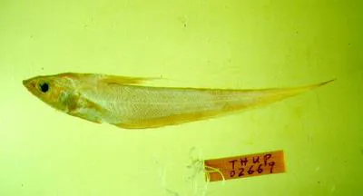 Amami grenadier (Coryphaenoides marginatus)