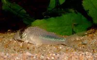 Amapa corydoras (Corydoras amapaensis)