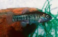 Amargosa pupfish (Cyprinodon nevadensis nevadensis)