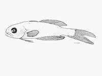 Amarsipa (Amarsipus carlsbergi)