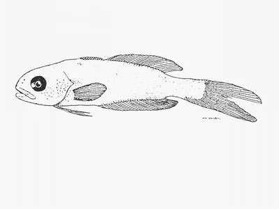 Amarsipa (Amarsipus carlsbergi)