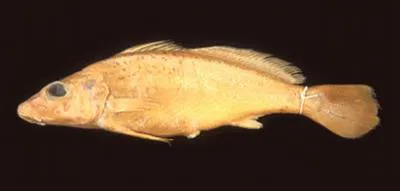 Amazon croaker (Pachyurus schomburgkii)