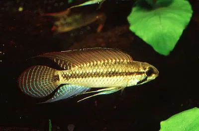 Amazon dwarf cichlid (Apistogramma pertensis)