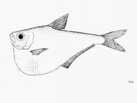 Amazon hatchet herring (Pristigaster cayana)