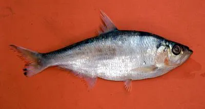 Amazon ilisha (Ilisha amazonica)