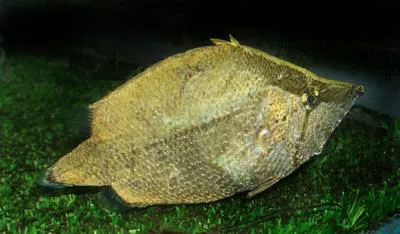 Amazon leaffish (Monocirrhus polyacanthus)