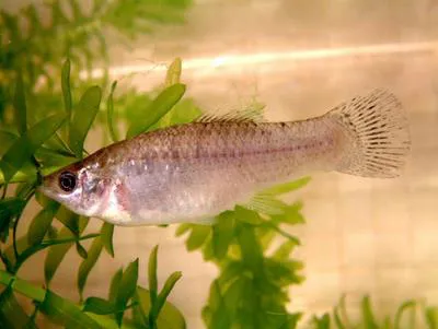 Amazon molly (Poecilia formosa)