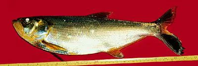 Amazon pellona (Pellona castelnaeana)