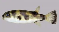 Amazon puffer (Colomesus asellus)