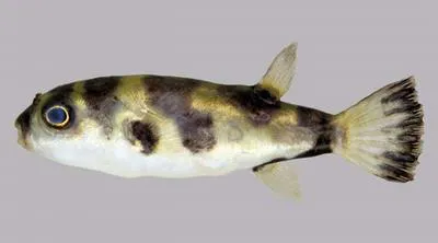 Amazon puffer (Colomesus asellus)