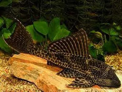 Amazon sailfin catfish (Pterygoplichthys pardalis)
