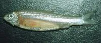 Amazon spinejaw sprat (Rhinosardinia amazonica)
