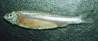 Amazon spinejaw sprat (Rhinosardinia amazonica)