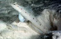 Ambanoro prawn-goby (Vanderhorstia ambanoro)