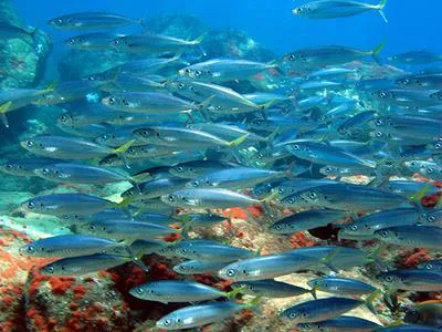 Amberstripe scad (Decapterus muroadsi)