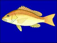 Ambiguous snapper (Lutjanus ambiguus)