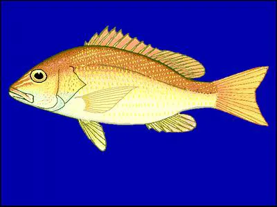 Ambiguous snapper (Lutjanus ambiguus)