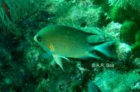 Ambon chromis (Chromis amboinensis)