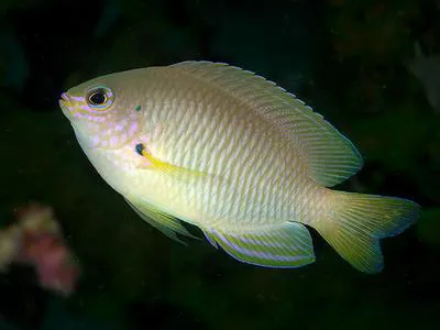 Ambon damsel (Pomacentrus amboinensis)
