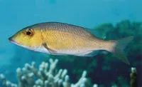 Ambon emperor (Lethrinus amboinensis)