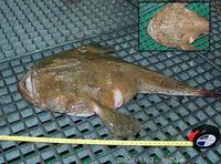 American angler (Lophius americanus)